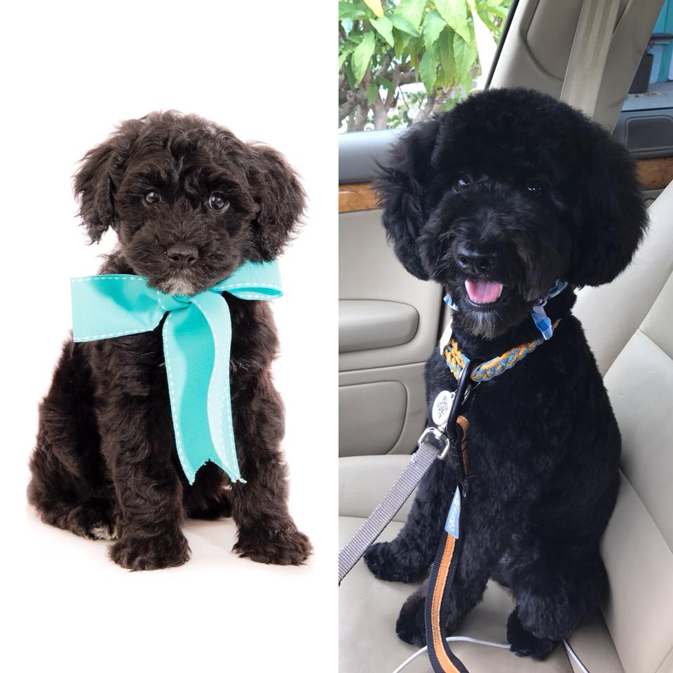 small teddy bear schnoodle